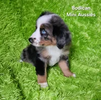 #6 LIBERTY ~ BMF, a female Miniature Australian Shepherd for sale in Reagan, TN – 8 of 10