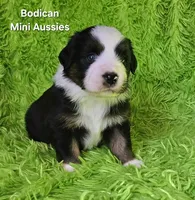 #4 JULIET ~ BKF, a female Miniature Australian Shepherd for sale in Reagan, TN – 2 of 7