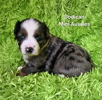 #6 LIBERTY ~ BMF, a female Miniature Australian Shepherd for sale in Reagan, TN – 5 of 10