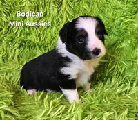 #7 BELL ~ BKF, a female Toy Australian Shepherd for sale in Reagan, TN – 2 of 9