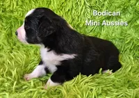 #7 BELL ~ BKF, a female Toy Australian Shepherd for sale in Reagan, TN – 9 of 9