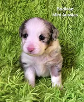 #2 TANGO ~ BMM, a male Toy Australian Shepherd for sale in Reagan, TN – 3 of 7