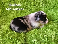 #4 GUNNER ~ BMM, a male Toy Australian Shepherd for sale in Reagan, TN – 6 of 7
