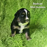 #1 WILLOW~BKF, a female Miniature Australian Shepherd for sale in Reagan, TN – 7 of 7