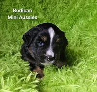 #1 WILLOW~BKF, a female Miniature Australian Shepherd for sale in Reagan, TN – 6 of 7