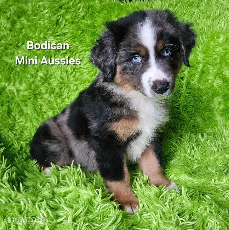 #7 DIESEL ~ BMM – Miniature Australian Shepherd puppy for sale in Reagan, TN