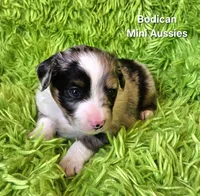 #5 ANTHEM ~ BMM, a male Toy Australian Shepherd for sale in Reagan, TN – 5 of 7