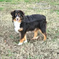 BENNET, a male Miniature Australian Shepherd for sale in Reagan, TN – Photo 1 of 10