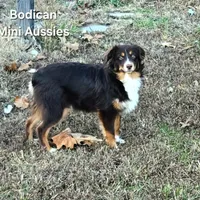 BENNET, a male Miniature Australian Shepherd for sale in Reagan, TN – Photo 5 of 10