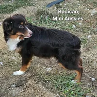 BENNET, a male Miniature Australian Shepherd for sale in Reagan, TN – Photo 6 of 10