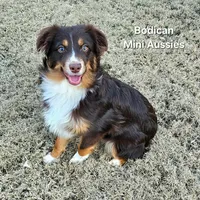 BENNET, a male Miniature Australian Shepherd for sale in Reagan, TN – Photo 3 of 10