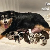 BENNET, a male Miniature Australian Shepherd for sale in Reagan, TN – Photo 9 of 10