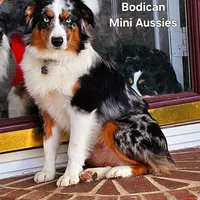 BENNET, a male Miniature Australian Shepherd for sale in Reagan, TN – Photo 10 of 10