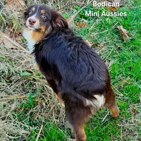 BENNET, a male Miniature Australian Shepherd for sale in Reagan, TN – Photo 7 of 10