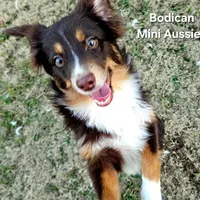 BENNET, a male Miniature Australian Shepherd for sale in Reagan, TN – Photo 4 of 10