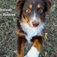 BENNET, a male Miniature Australian Shepherd for sale in Reagan, TN – Photo 8 of 10