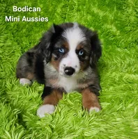#6 LIBERTY ~ BMF, a female Miniature Australian Shepherd for sale in Reagan, TN – 9 of 10