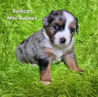 #2 VALOR ~BMM, a male Miniature Australian Shepherd for sale in Reagan, TN – 8 of 9