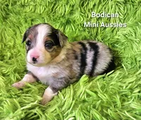#1 ACE ~ BMM, a male Toy Australian Shepherd for sale in Reagan, TN – 3 of 8