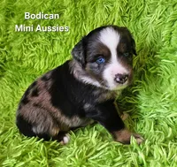#7 DIESEL ~ BMM, a male Miniature Australian Shepherd for sale in Reagan, TN – 4 of 7