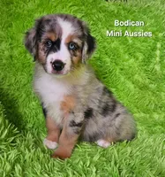 #2 VALOR ~BMM, a male Miniature Australian Shepherd for sale in Reagan, TN – 6 of 10