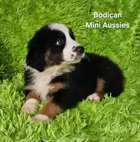 #4 JULIET ~ BKF, a female Miniature Australian Shepherd for sale in Reagan, TN – 7 of 10