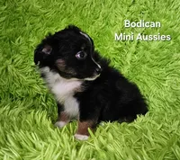 #6 CAMO ~ BKM, a male Toy Australian Shepherd for sale in Reagan, TN – 8 of 9