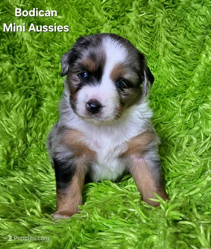 #2 VALOR ~BMM – Miniature Australian Shepherd puppy for sale in Reagan, TN