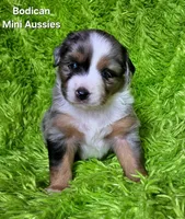 #2 VALOR ~BMM, a male Miniature Australian Shepherd for sale in Reagan, TN – 1 of 9
