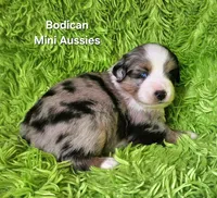 #5 ~FAITH, a female Miniature Australian Shepherd for sale in Reagan, TN – 8 of 10