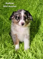 #3 CAPTAIN ~ BMM, a male Toy Australian Shepherd for sale in Reagan, TN – 2 of 10