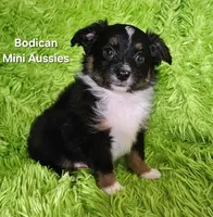 #6 CAMO ~ BKM, a male Toy Australian Shepherd for sale in Reagan, TN – 4 of 9