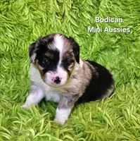 #4 GUNNER ~ BMM, a male Toy Australian Shepherd for sale in Reagan, TN – 4 of 7