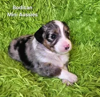 #3 CAPTAIN ~ BMM, a male Toy Australian Shepherd for sale in Reagan, TN – 5 of 8