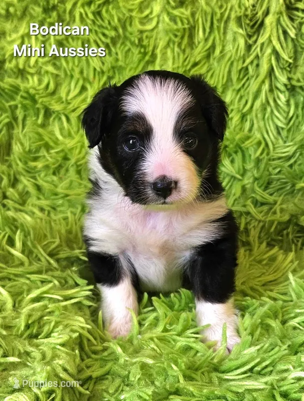 #7 BELL ~ BKF – Toy Australian Shepherd puppy for sale in Reagan, TN