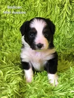 #7 BELL ~ BKF, a female Toy Australian Shepherd for sale in Reagan, TN – 1 of 9