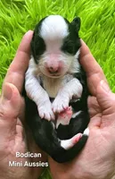 BENJI #7, a male Miniature Australian Shepherd for sale in Reagan, TN – Photo 1 of 5