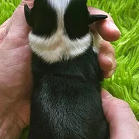 BENJI #7, a male Miniature Australian Shepherd for sale in Reagan, TN – Photo 10 of 10