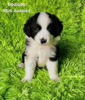 BENJI #7, a male Miniature Australian Shepherd for sale in Reagan, TN – Photo 1 of 10