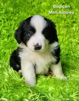 BENJI #7, a male Miniature Australian Shepherd for sale in Reagan, TN – Photo 7 of 10