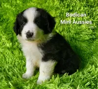 BENJI #7, a male Miniature Australian Shepherd for sale in Reagan, TN – Photo 8 of 10