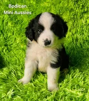 BENJI #7, a male Miniature Australian Shepherd for sale in Reagan, TN – Photo 3 of 10