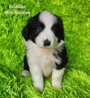 BENJI #7, a male Miniature Australian Shepherd for sale in Reagan, TN – Photo 5 of 10
