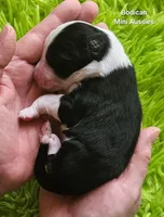 BENJI #7, a male Miniature Australian Shepherd for sale in Reagan, TN – Photo 3 of 5