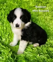 BENJI #7, a male Miniature Australian Shepherd for sale in Reagan, TN – Photo 4 of 10