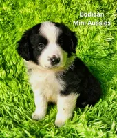 BENJI #7, a male Miniature Australian Shepherd for sale in Reagan, TN – Photo 2 of 10