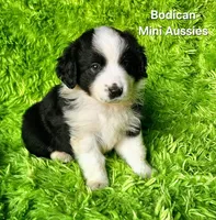 BENJI #7, a male Miniature Australian Shepherd for sale in Reagan, TN – Photo 6 of 10