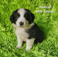 BENJI #7, a male Miniature Australian Shepherd for sale in Reagan, TN – Photo 9 of 10