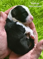 BENJI #7, a male Miniature Australian Shepherd for sale in Reagan, TN – Photo 4 of 5