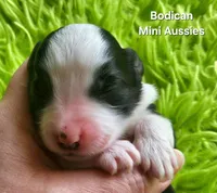 BENJI #7, a male Miniature Australian Shepherd for sale in Reagan, TN – Photo 2 of 5